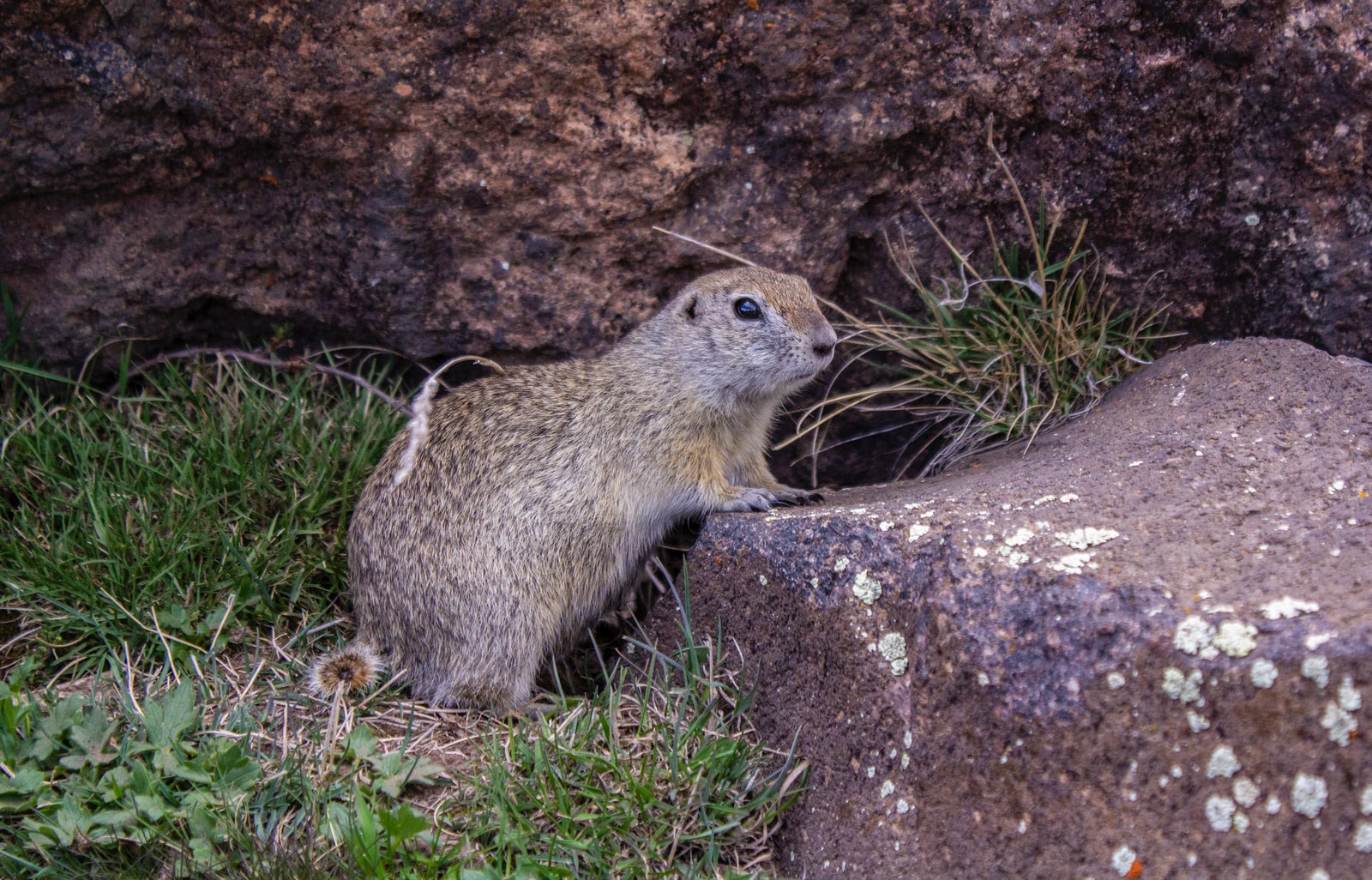 brown rodent on gray rock